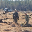 В Риддере высадили 20 тысяч деревьев